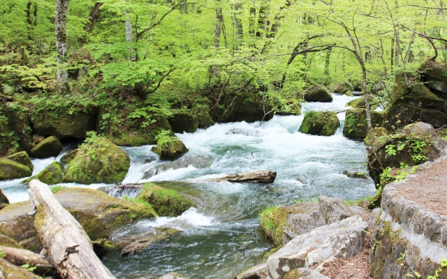 今しかないんです！　～新緑の奥入瀬渓流～