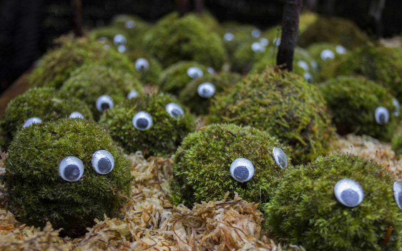 苔(こけ)を楽しもう!「小さな奥入瀬」