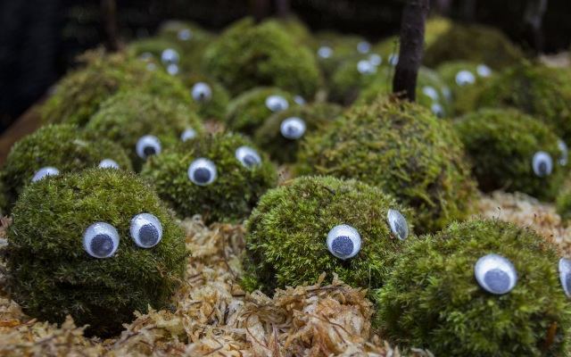 苔（こけ）を楽しもう！「小さな奥入瀬」