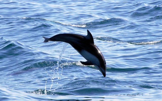 イルカウォッチングも！？便利な「むつ湾フェリー」