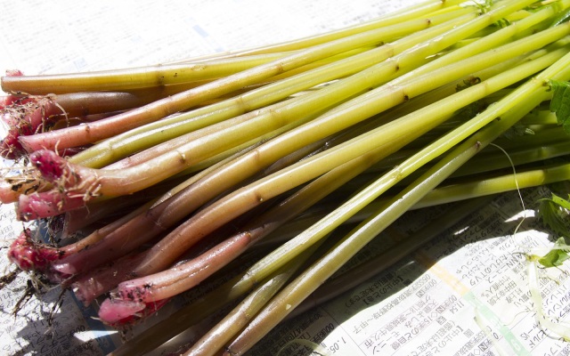 今が旬！シャキシャキのミズに舌鼓