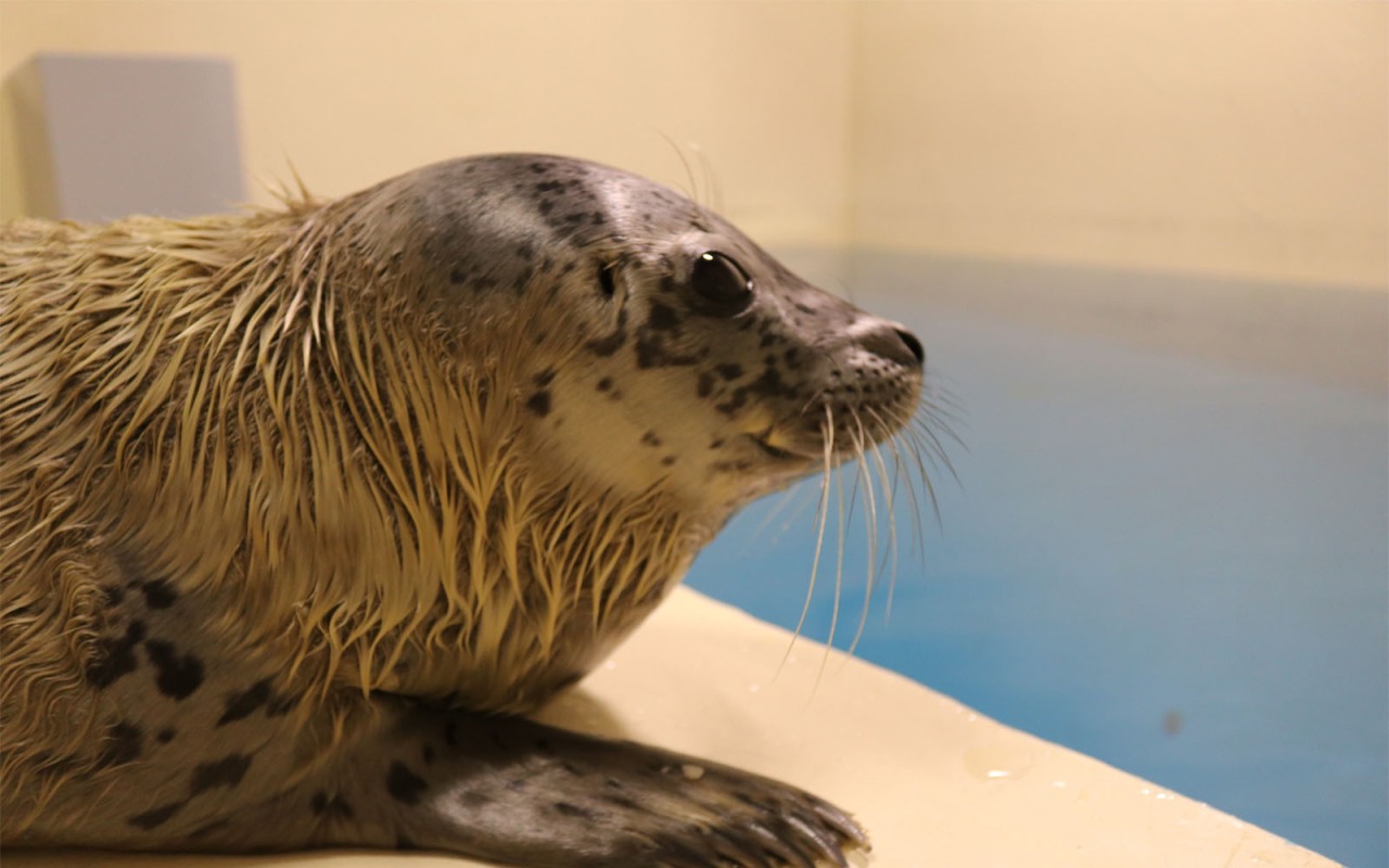 早く名前が欲しいです・・・・（チラ見）