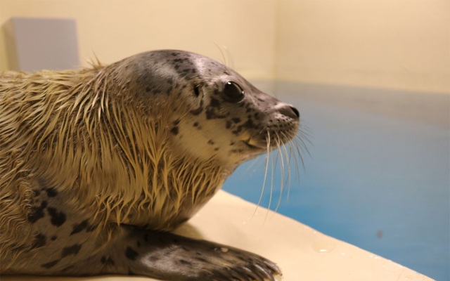 早く名前が欲しいです・・・・（チラ見）