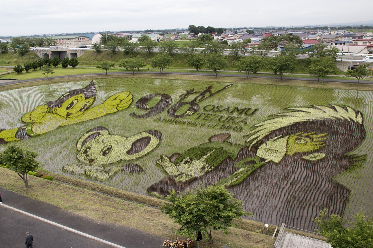 見ごろ宣言がされました！～田舎館田んぼアート～