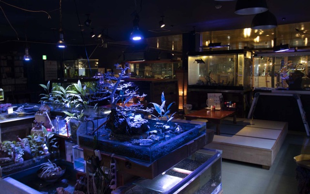 異色のコラボ！？熱帯魚とお食事処「風の谷」
