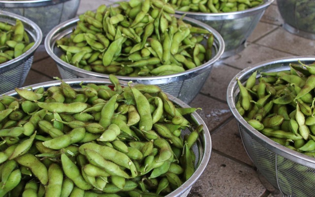 この実力は本物！高杉小学校農園の「毛豆」収穫に行ってきました