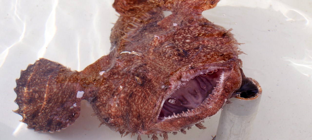 風間浦鮟鱇（かざまうらあんこう）感謝祭！