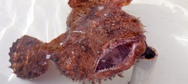 風間浦鮟鱇（かざまうらあんこう）感謝祭！