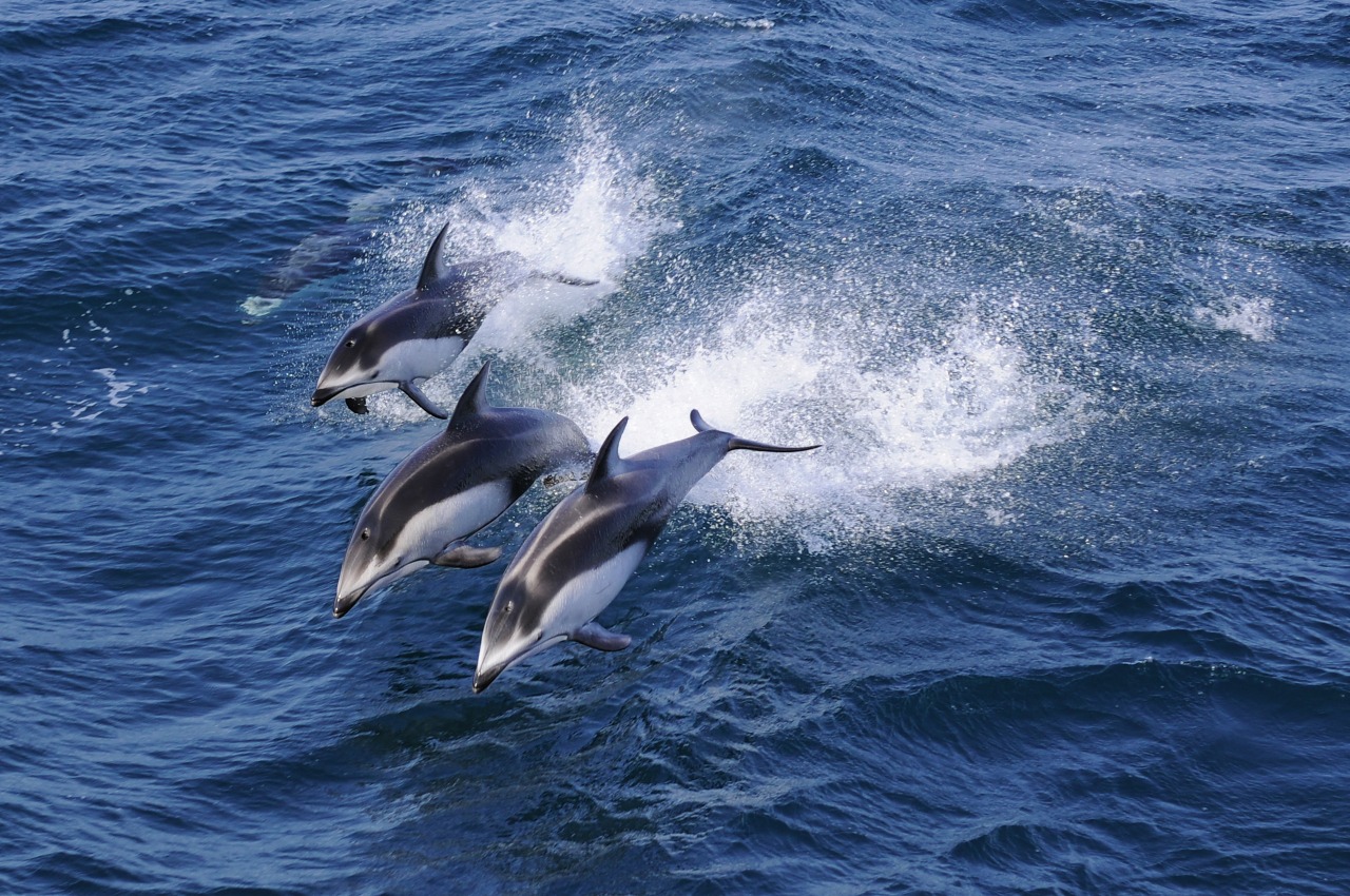 むつ湾フェリーでイルカと下北の絶景仏ヶ浦を楽しみませんか