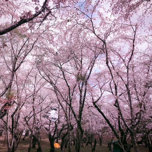 【GW】岩木山麓の桜