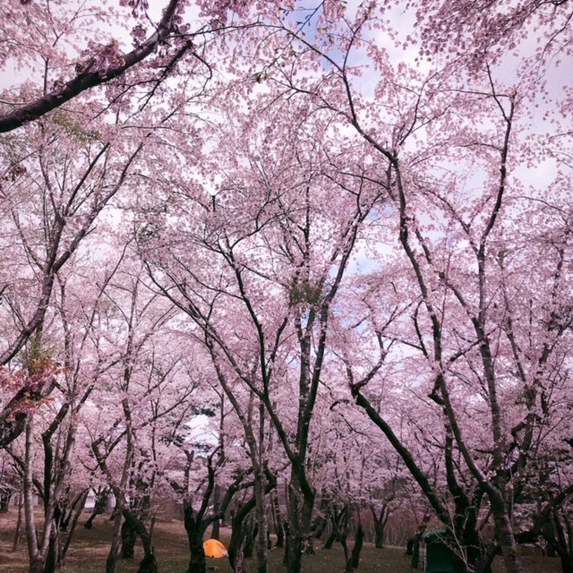 【GW】岩木山麓の桜