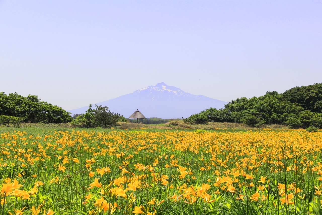 サクラの次はニッコウキスゲ！！