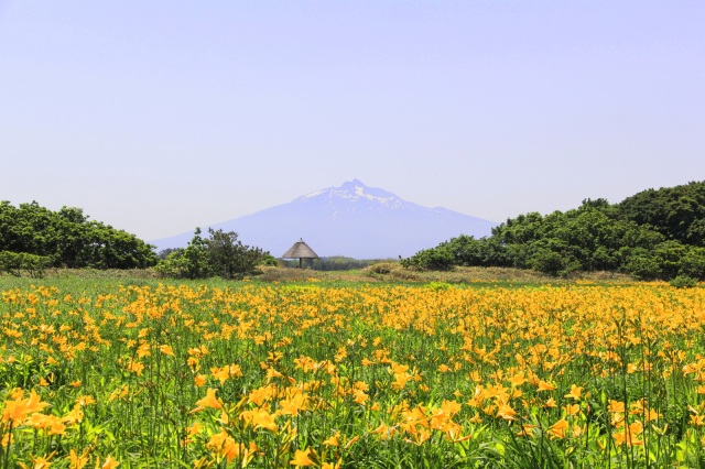 サクラの次はニッコウキスゲ！！