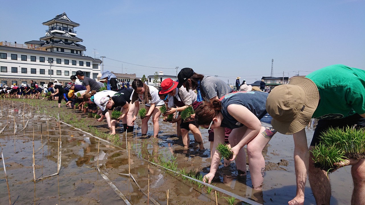 【田んぼアート】「初めての田植え」体験しちゃいました！！【田舎館村】