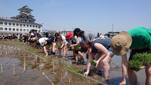 【田んぼアート】「初めての田植え」体験しちゃいました！！【田舎館村】