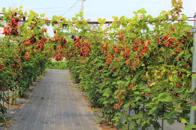 ～夏限定～ とれたてベリーを心ゆくまで味わう！【三内縄文ベリーランド】