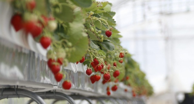 【田舎館村】残暑をほんのりした甘みと酸味で乗り越えたいあなたに【観光いちご園】