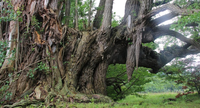 【実は巨樹・古木がいっぱい】巨樹の王国青森【イチョウ編】