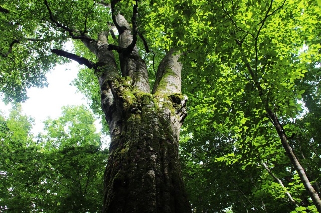 【まだまだ巨樹はいっぱい】巨樹の王国青森【十二本ヤス・森の神】