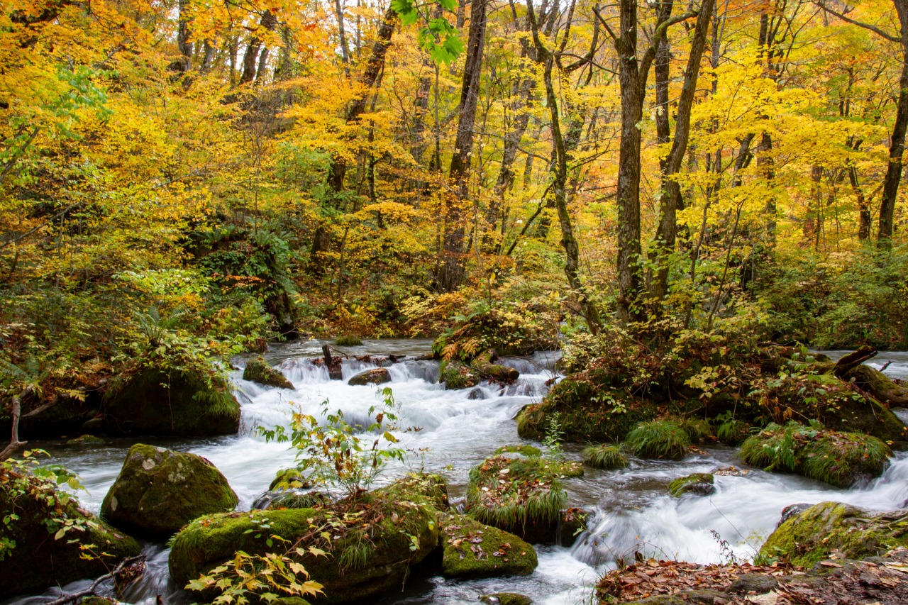 【奥入瀬渓流】10月27日時点の紅葉状況をお届け！