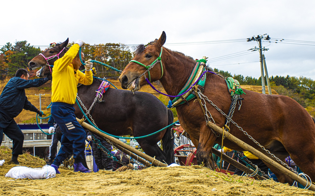 [馬力大会in中泊町]　人馬一体　馬とともに中泊町の歴史・文化を紡ぐ