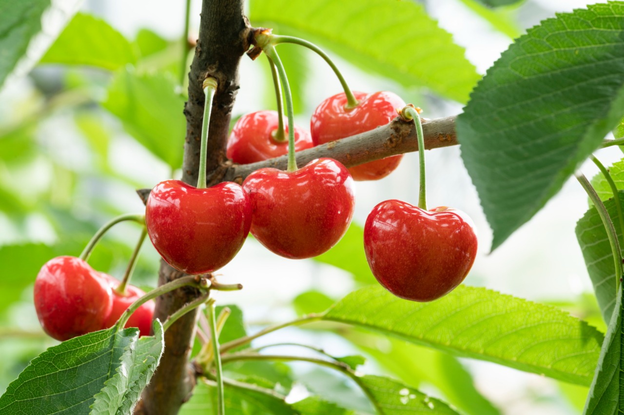 【ジュノハート】人気爆上げ中！今だから新品種さくらんぼを手に入れたい３つの理由