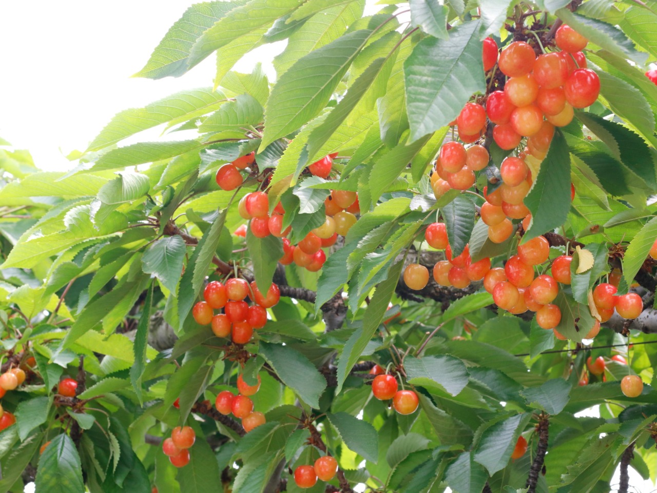 つやっつやのサクランボ狩りとフルーツタクシー始まりましたヨ!(平川市)