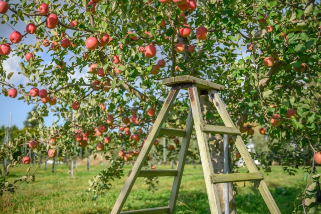 この秋に体験したい『りんご農家の美味しい休日』～ふじ原木ジュースで至福の乾杯と、リンゴ畑で食す絶品ホルモン焼き～
