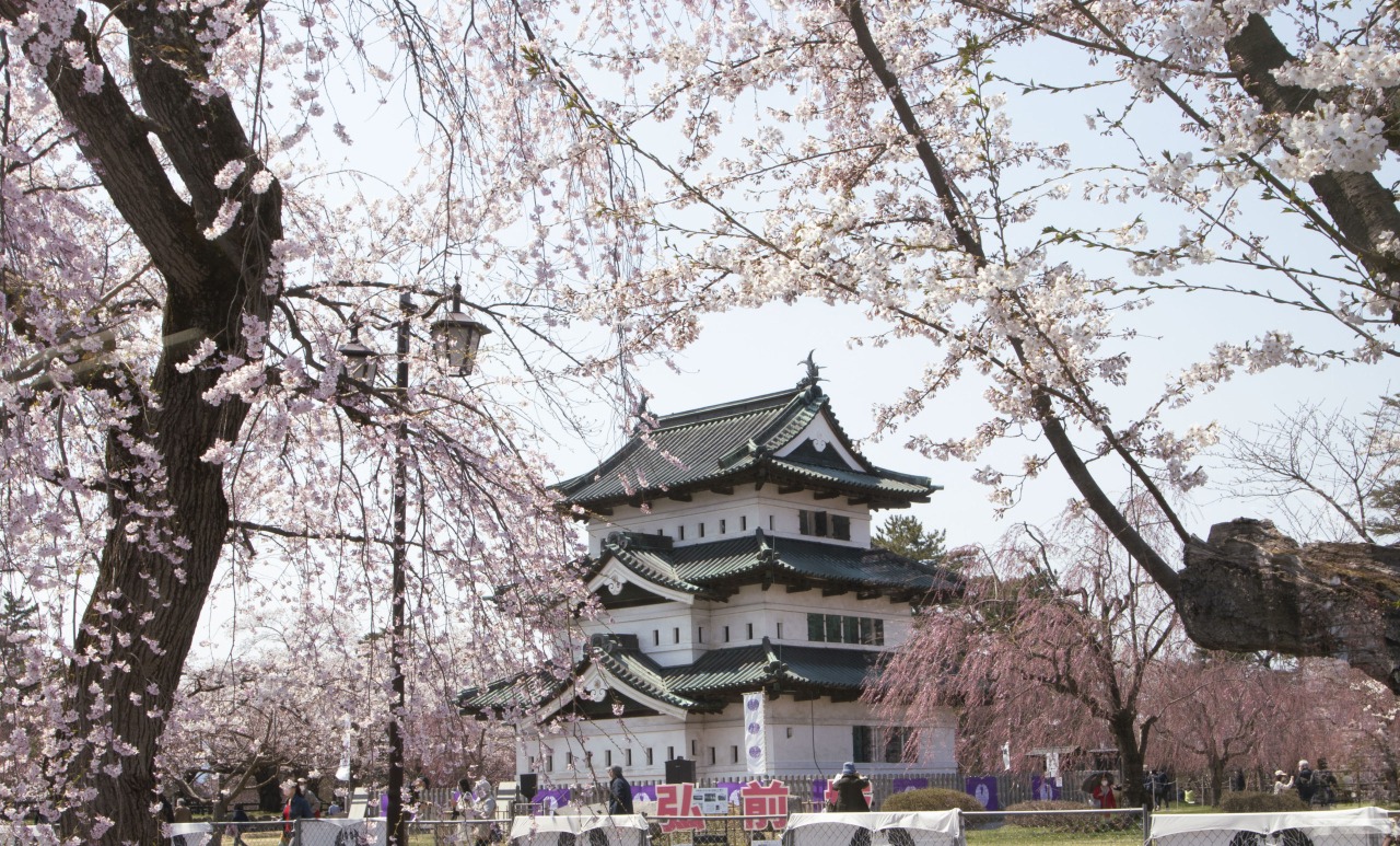 弘前さくらまつりとその周辺で桜ハンティングの旅！