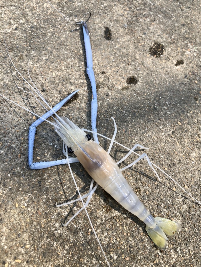 意外と難しい！？「エビ釣り」体験！！＠弘前市