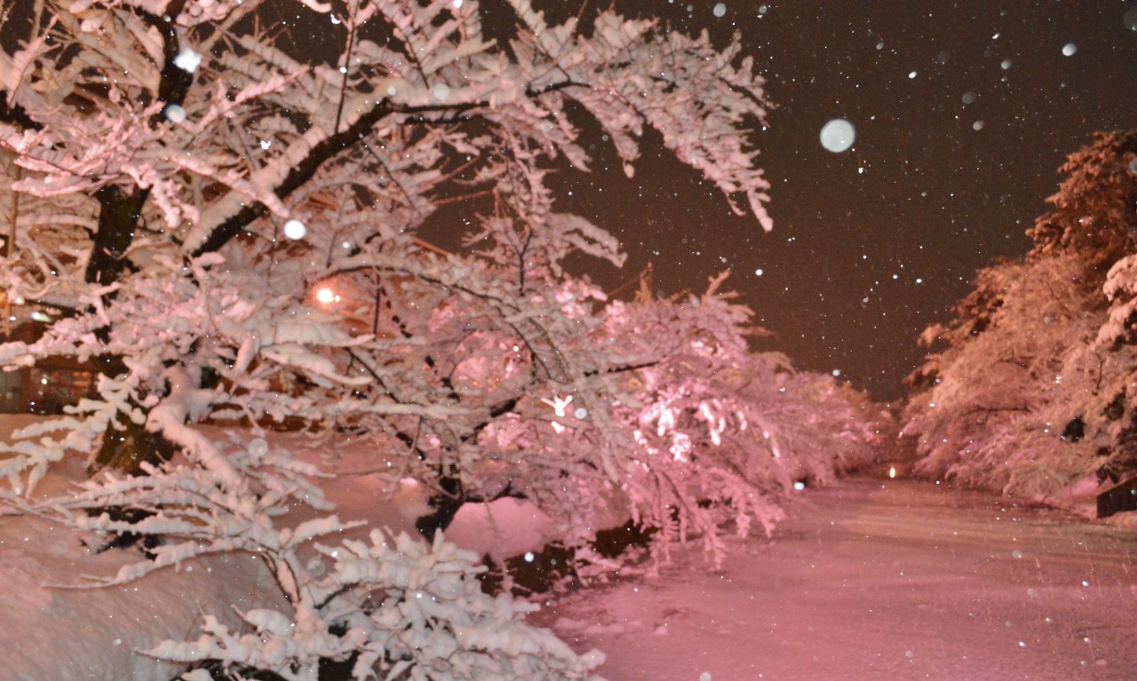 新年！弘前で満開の「桜」を見よう????@冬に咲くさくらライトアップ