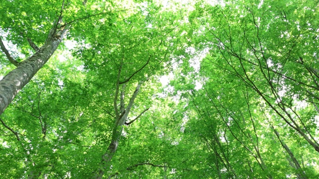 世界自然遺産を満喫できる【白神カレンダー】って知っていますか？