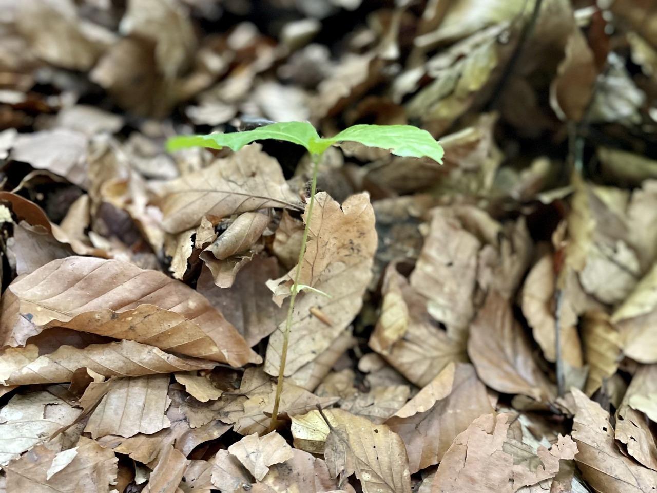 ガイドと一緒に行く！ブナ林散策プライベートツアー