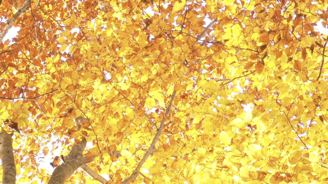 黄色でお出迎え！紅葉の白神山地に行ってみよう