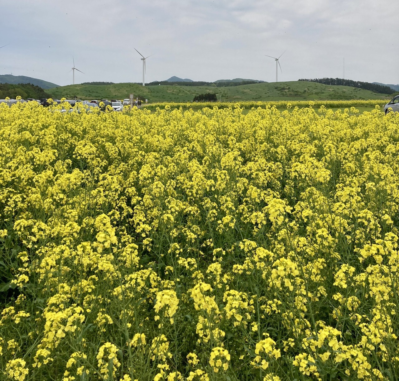 列車で行って飲む！横浜町菜の花フェスティバルで黄金のお花見☆