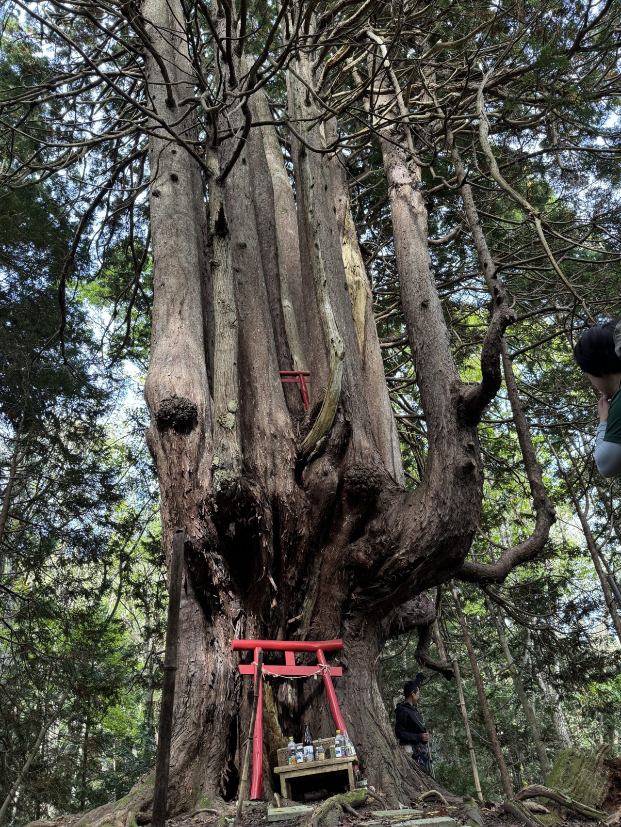 太宰治ゆかりの地でのウェルビーイング！DAZAI健康トレイル体験記〜ご神木「十二本ヤス」を目指せ〜