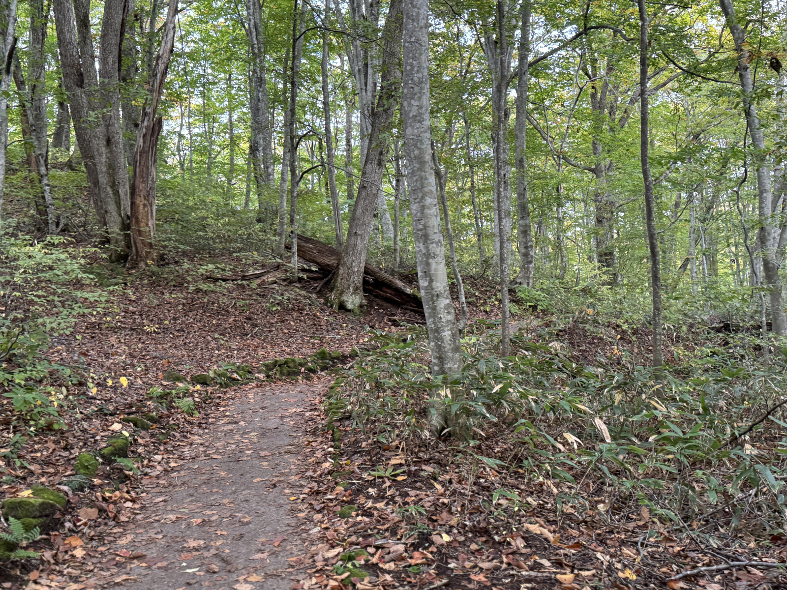 野瀬泰申の「青森しあわせ紀行 その9① 八甲田で『長生きの茶』」