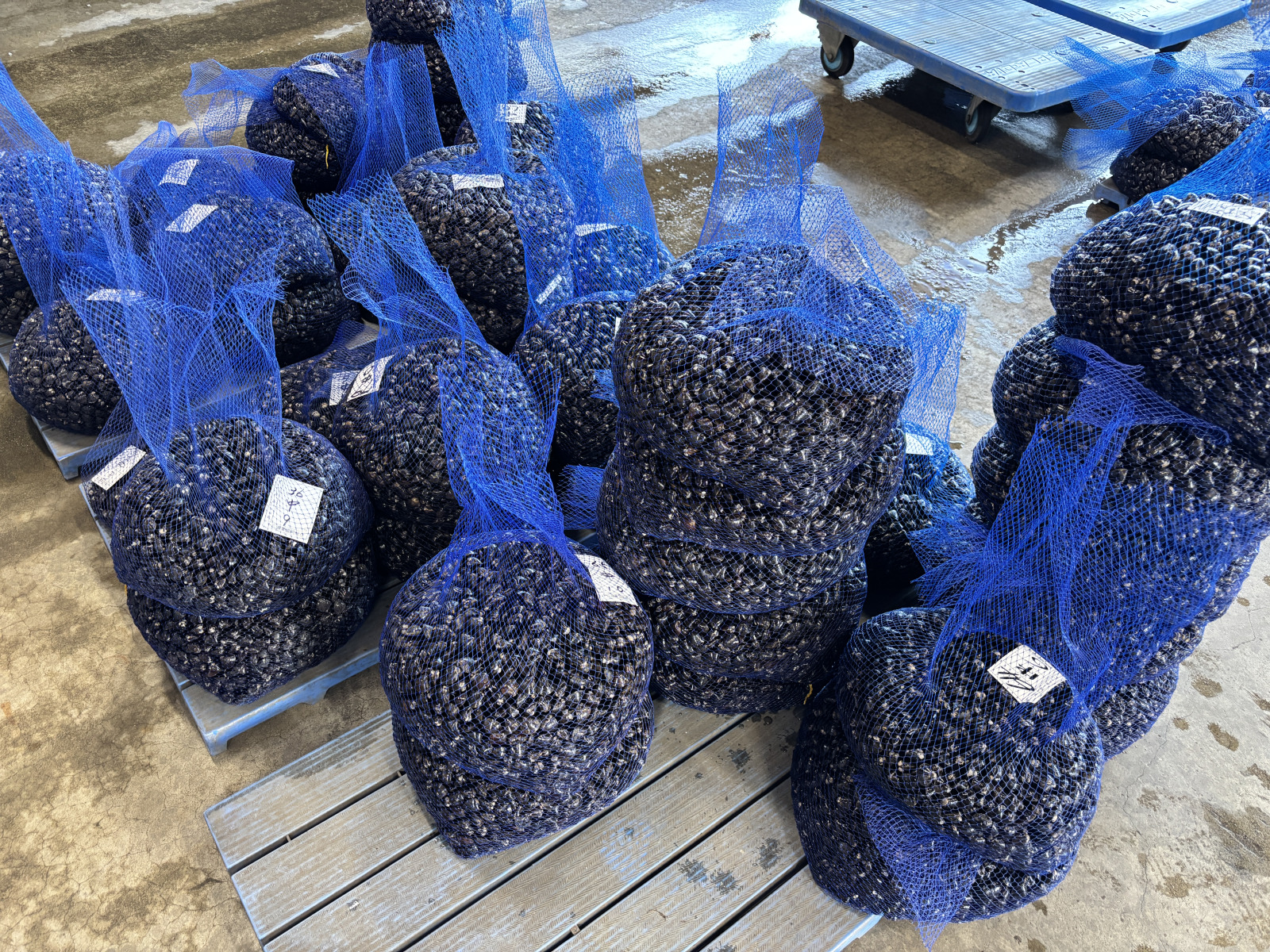 野瀬泰申の「青森しあわせ紀行　その10③　十三湖なのに14個」