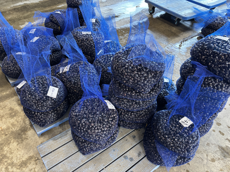 野瀬泰申の「青森しあわせ紀行　その10③　十三湖なのに14個」