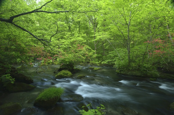奥入瀬渓流と十和田湖の優しい自然に癒される旅