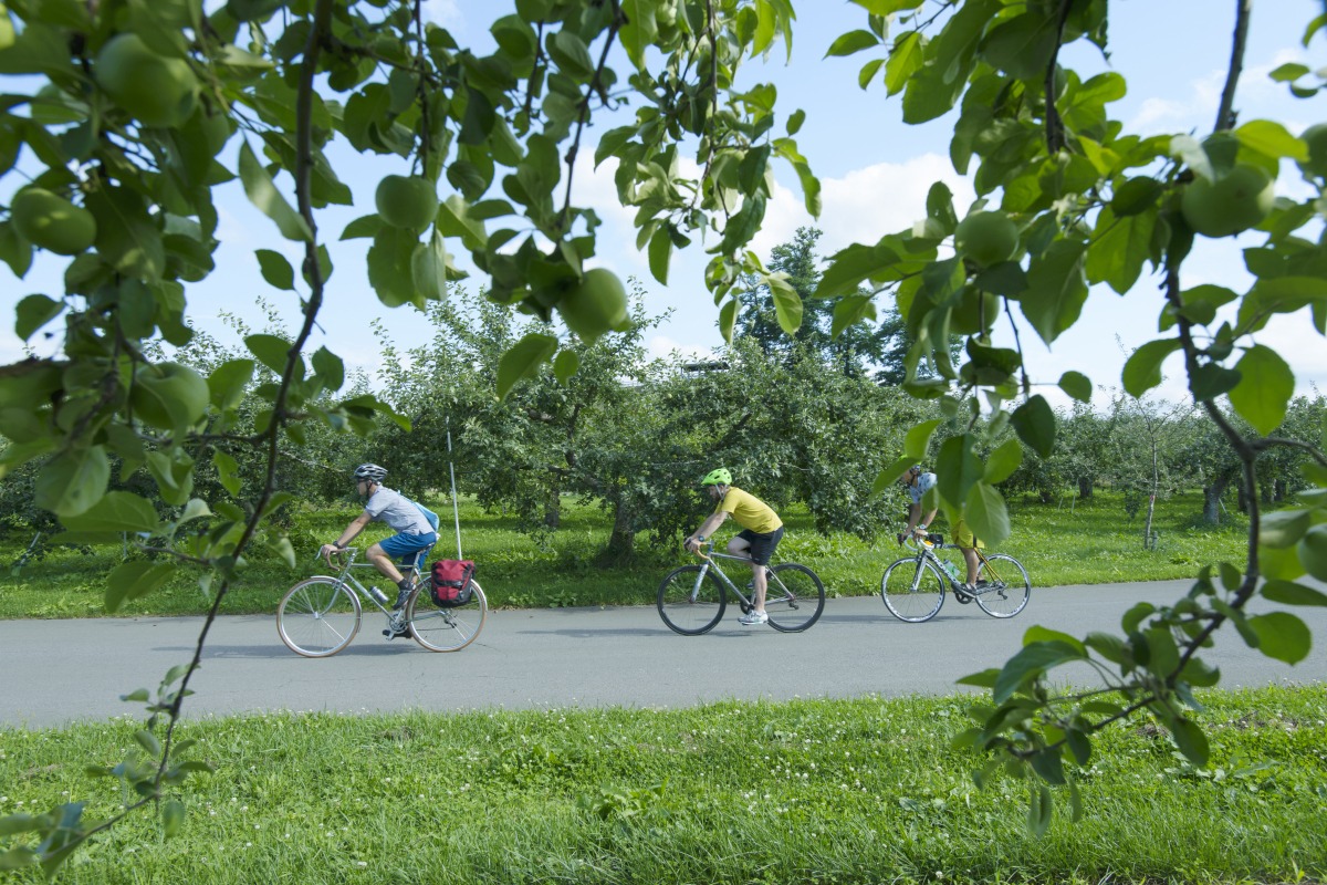 【サイクリングコース 弘前】岩木山を望み、りんご畑を走る津軽路