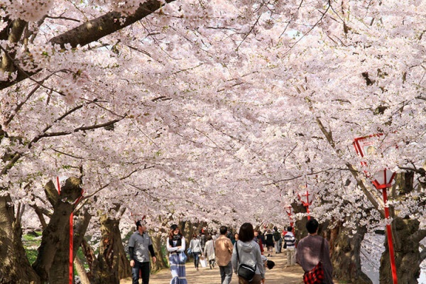 死ぬまでに見たい！弘前の桜満喫コース