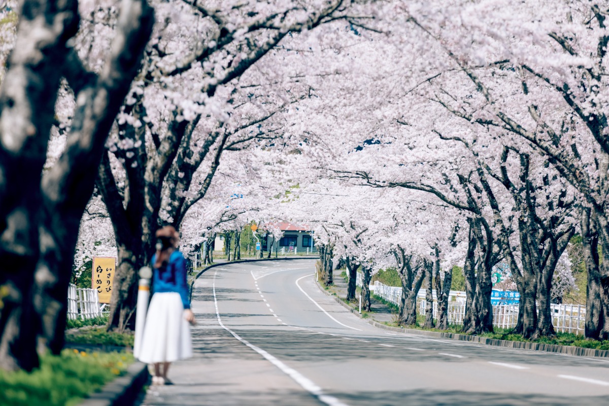 下北半島で春満喫♪桜とグルメを楽しむドライブコース