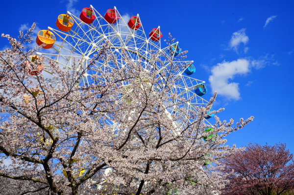 家族で楽しむ！体験型八戸満喫コース