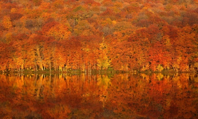 Fall Leaves of Hakkoda Mountains