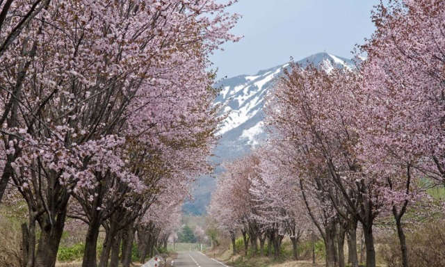 世界上最长的樱花街道