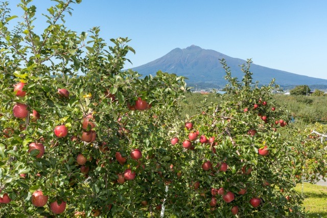 Hirosaki City Apple Park｜Attractions｜Amazing AOMORI - The Official Aomori Travel Guide