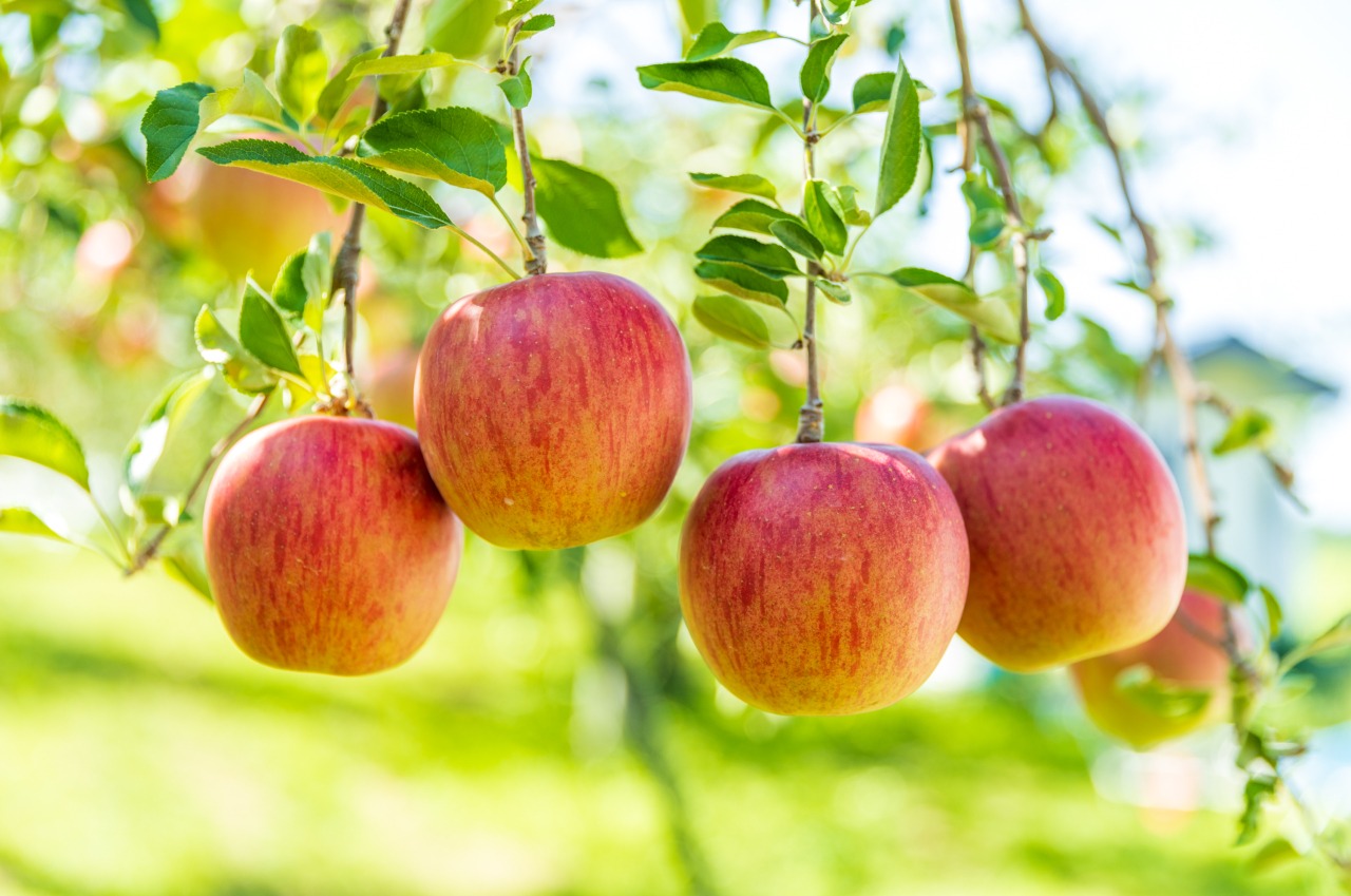 Hơn 90% táo xuất khẩu được cho là được sản xuất ở tỉnh Aomori.