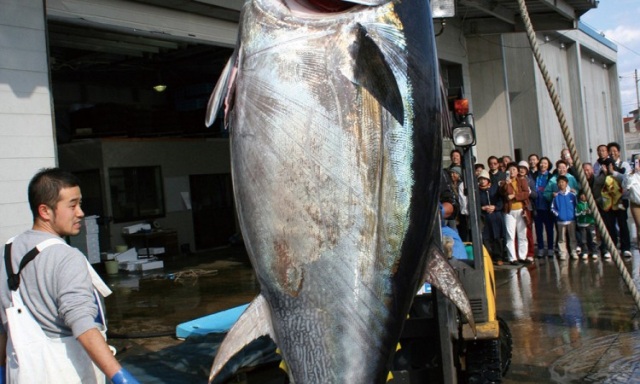 Oma Maguro (tuna)