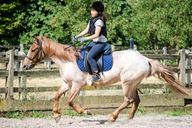 本格的な乗馬教室もあります